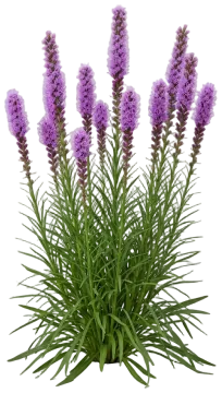 Blazing Star cut-out illustration