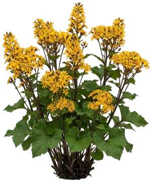 Bottle Rocket Ligularia cut-out illustration