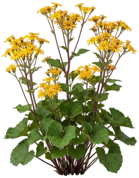 Ligularia cut-out illustration