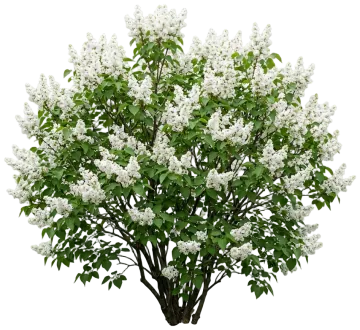 Betsy Ross Lilac cut-out illustration