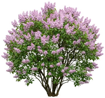 Bloomerang Ballet Reblooming Lilac cut-out illustration