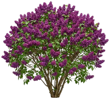 Bloomerang Dark Purple Lilac cut-out illustration
