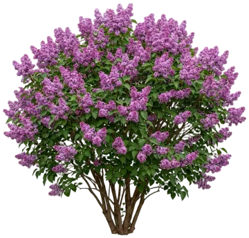 Bloomerang Purpink Reblooming Lilac cut-out illustration