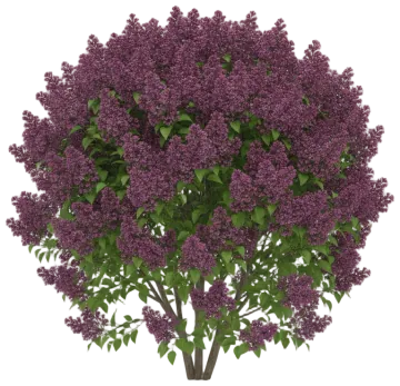 Bloomerang Purple cut-out illustration