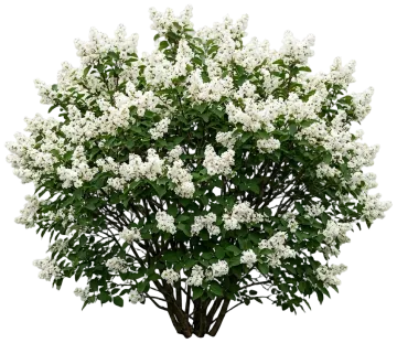 Bloomerang Showmound Lilac cut-out illustration