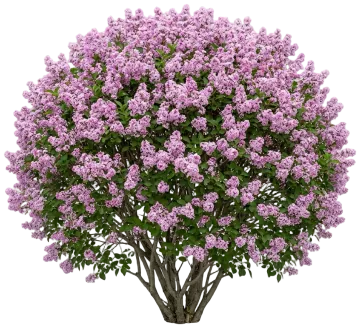 Dwarf Korean Lilac cut-out illustration