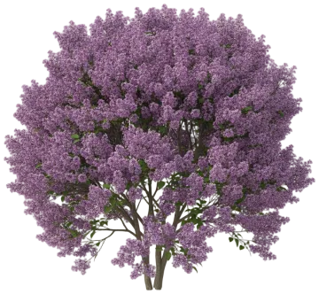 Lilac cut-out illustration