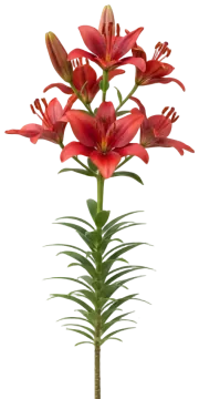 Asiatic Lily cut-out illustration
