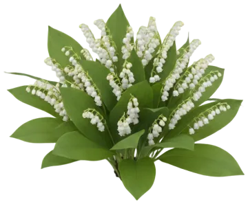 Lily of the Valley cut-out illustration