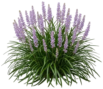 Big Blue Lilyturf cut-out illustration