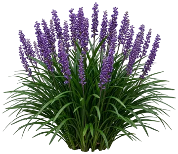 Royal Purple Lilyturf cut-out illustration