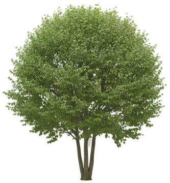 Littleleaf Linden cut-out illustration
