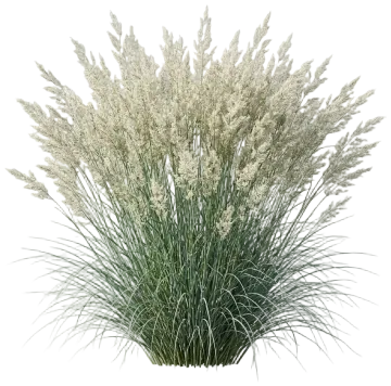 Lindheimer's Muhly cut-out illustration