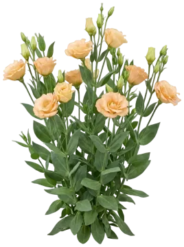 Apricot Lisianthus cut-out illustration