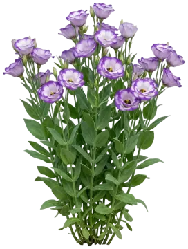 Picotee Lisianthus cut-out illustration