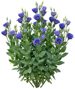 Blue Lisianthus cut-out illustration