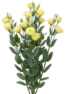 Cream Lisianthus cut-out illustration