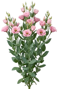 Pink Lisianthus cut-out illustration