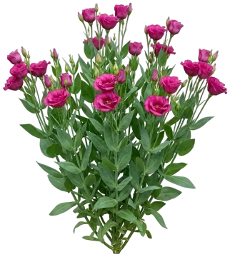 Rose Lisianthus cut-out illustration