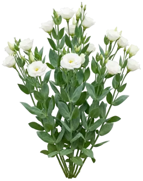 White Lisianthus cut-out illustration