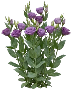 Lisianthus cut-out illustration