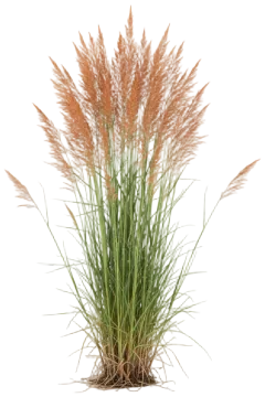 Little Bluestem cut-out illustration