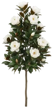Little Gem Magnolia cut-out illustration