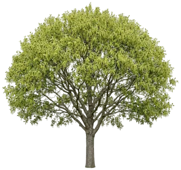 Live Oak cut-out illustration
