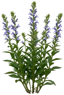 Great Blue Lobelia cut-out illustration