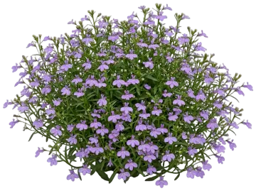 Lilac Lobelia cut-out illustration
