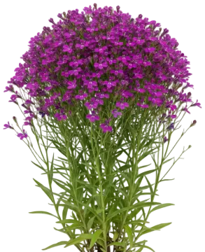 Rose Lobelia cut-out illustration