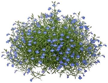 Sky Blue Lobelia cut-out illustration