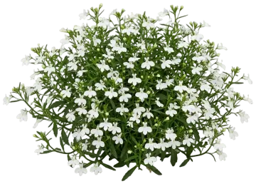 White Lobelia cut-out illustration