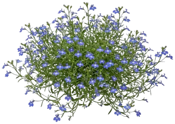Lobelia cut-out illustration