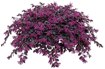 Purple Pixie Loropetalum cut-out illustration