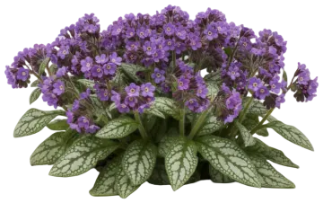Lungwort cut-out illustration