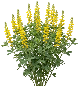 Carolina Lupine cut-out illustration