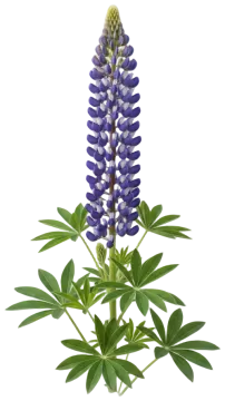 Lupine cut-out illustration
