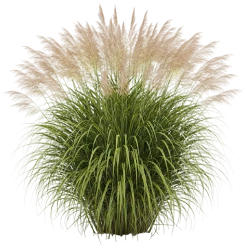 Zebra Grass cut-out illustration