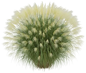 Gracillimus cut-out illustration