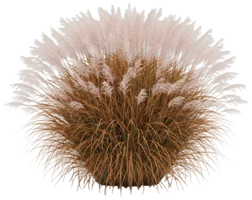 Flame Grass cut-out illustration