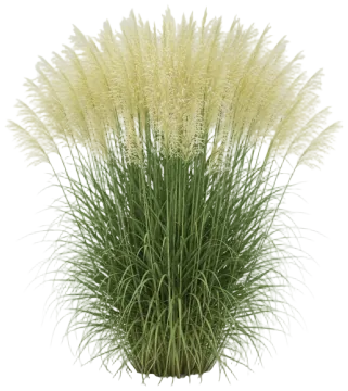 Maiden Grass cut-out illustration