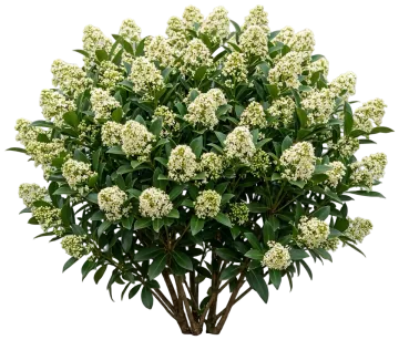 Male Skimmia cut-out illustration