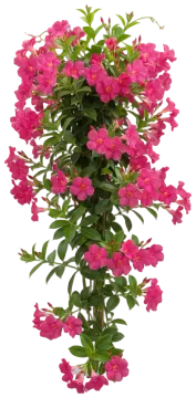 Mandevilla cut-out illustration
