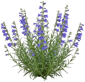 Margarita BOP Foothill Penstemon cut-out illustration