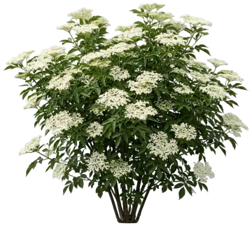 Marge Elderberry cut-out illustration