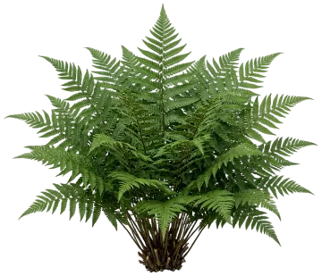 Marginal Wood Fern cut-out illustration