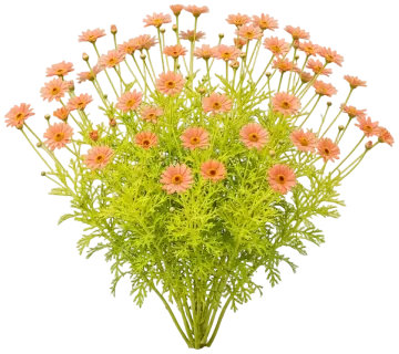 Apricot Marguerite Daisy cut-out illustration