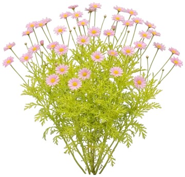 Pink Marguerite Daisy cut-out illustration