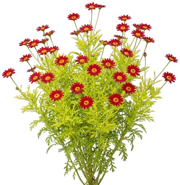 Red Marguerite Daisy cut-out illustration